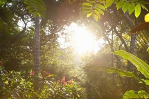 early morning in the rainforest, Costa Rica